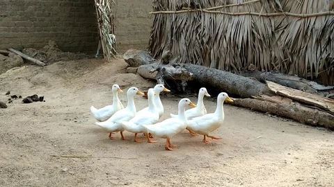 Beauty of White Ducks Stock Footage 110208068