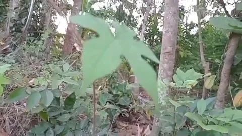 The beauty of wild bitter melon in the forest. Stock Footage 340019030