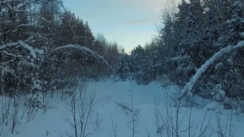 The beauty of the winter forest Video stock 83281869