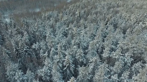 The beauty of the winter forest Stock Footage 83282414