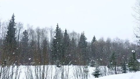 The beauty of a winter forest park when large snow flakes slowly fall Video stock 74331660