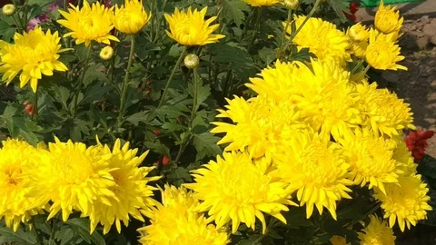 Beauty of Yellow Dalia Stock Footage 126268053
