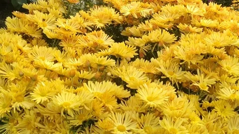 Beauty of Yellow Gerbera Daisy flowers Stock Footage 126503953