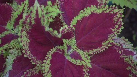 Beautyfull Leaf for Front House 1 Stock Footage 225240899
