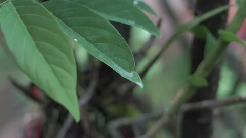 Beautyfull Leaf for Front House 2 Stock Footage 225241202