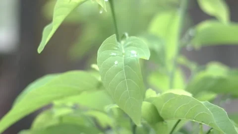 Beautyfull Leaf getting RainDrops Stock Footage 225241210