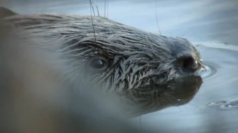 Beaver 1 Video stock 18183205