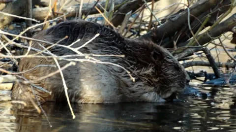 Beaver 1 Stock Footage 35601034