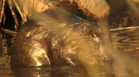 Beaver 10 Stock Footage 18183208
