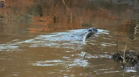 Beaver 11 Video stock 18183233