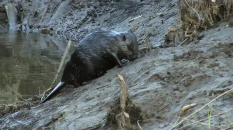 Beaver 12 Video stock 18183222