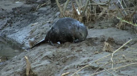 Beaver 13 Stock Footage 18183252