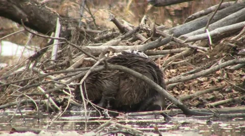 Beaver 2 Video stock 18183261