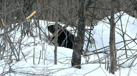 Beaver 2 Video stock 36054310