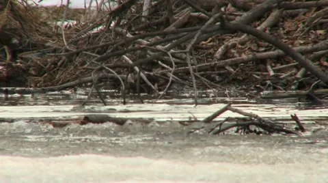 Beaver 3 Video stock 18183266