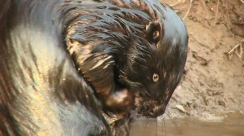 Beaver 4 Video stock 18183290