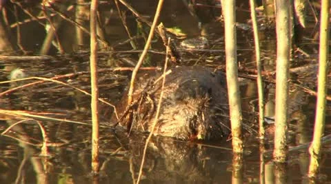 Beaver 6 Stock Footage 18183304