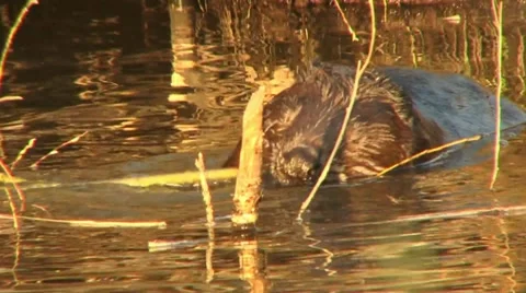Beaver 7 Stock Footage 18183307