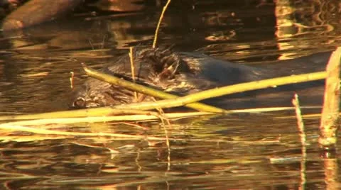 Beaver 8 Video stock 18183316