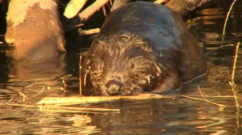 Beaver 9 Video stock 18183331