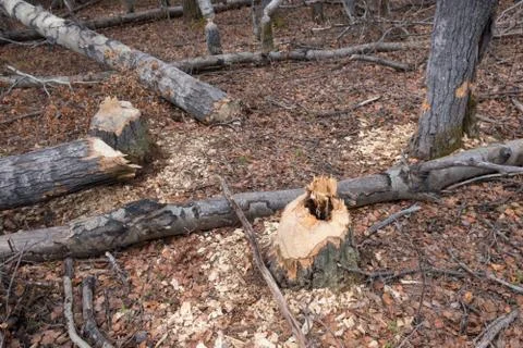 Beaver activity Stock Photos