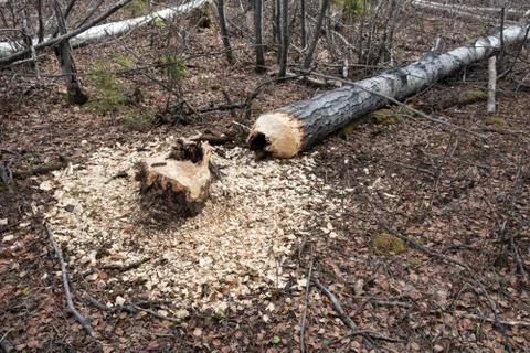 Beaver activity Stock Photos