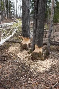 Beaver activity Stock Photos