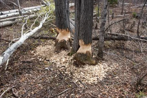 Beaver activity Stock Photos