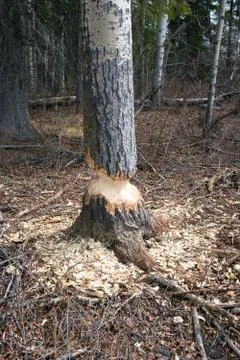 Beaver activity Stock Photos