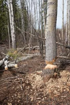 Beaver activity Stock Photos