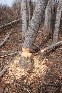 Beaver activity Stock Photos