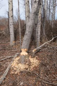 Beaver activity Stock Photos