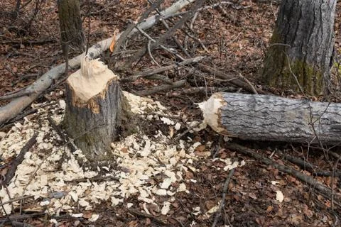 Beaver activity Stock Photos