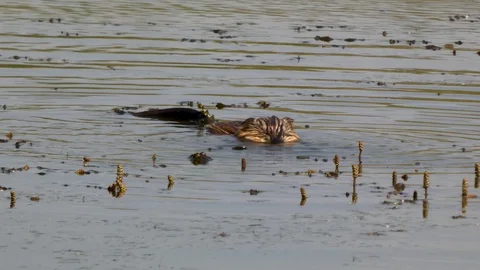 Beaver and frog Stock Footage 112332811