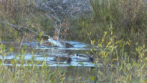 Beaver And Mallard Ducks Video stock 82177431