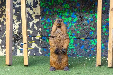 Beaver archery target with multi-arrow penetration Stock Photos