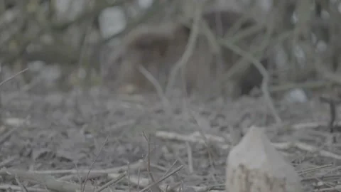 Beaver ate a tree (SLOG3) Stock Footage 171890022