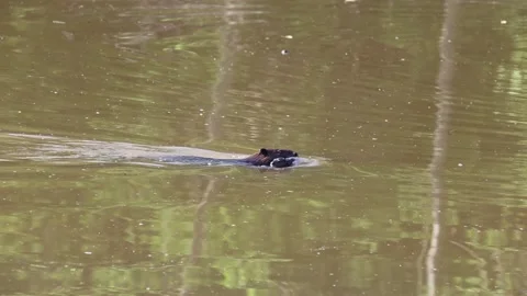 Beaver With Baby Stock Footage 154272449