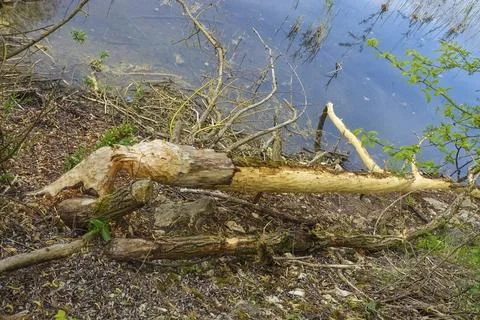 Beaver bite, beaver damage, tree trunk, wood, bite marks, nature conservation, Stock Photos