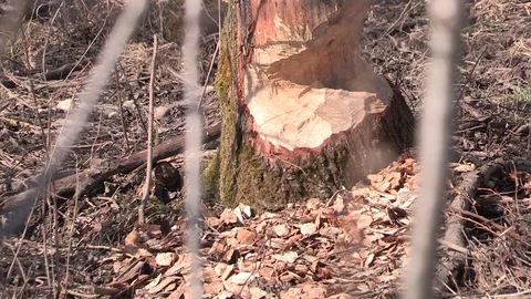 Beaver bite marks - Anthering, Salzburg, Austria Stock Footage 83757745