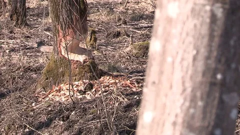 Beaver bite marks - Anthering, Salzburg, Austria Stock Footage 83757883