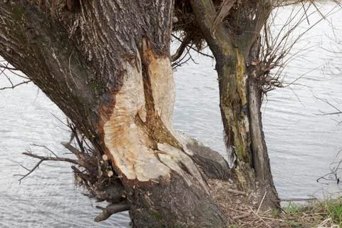 Beaver bite marks on a tree on the Elbe river near Bleckede Lower Saxony Stock Photos