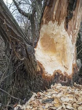 Beaver bite marks on a tree Stock Photos