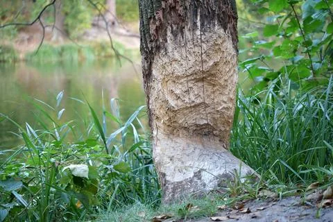 Beaver bite marks on a trunk of a tree by lake. Damaged wood by a bobber 스톡 사진