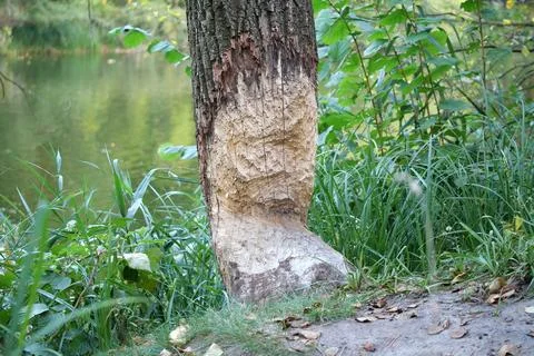 Beaver bite marks on a trunk of a tree by lake. Damaged wood by a bobber 스톡 사진