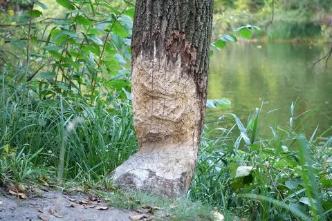 Beaver bite marks on a trunk of a tree by lake. Damaged wood by a bobber Stock-Fotos
