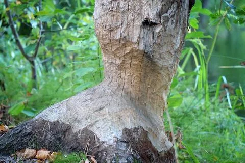 Beaver bite marks on a trunk of a tree by lake. Damaged wood by a bobber Stock Photos