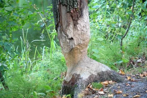 Beaver bite marks on a trunk of a tree by lake. Damaged wood by a bobber Stockfoto's