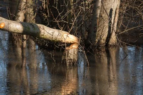 Beaver building a dam Stock Photos