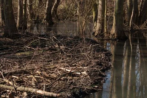 Beaver building a dam Photos